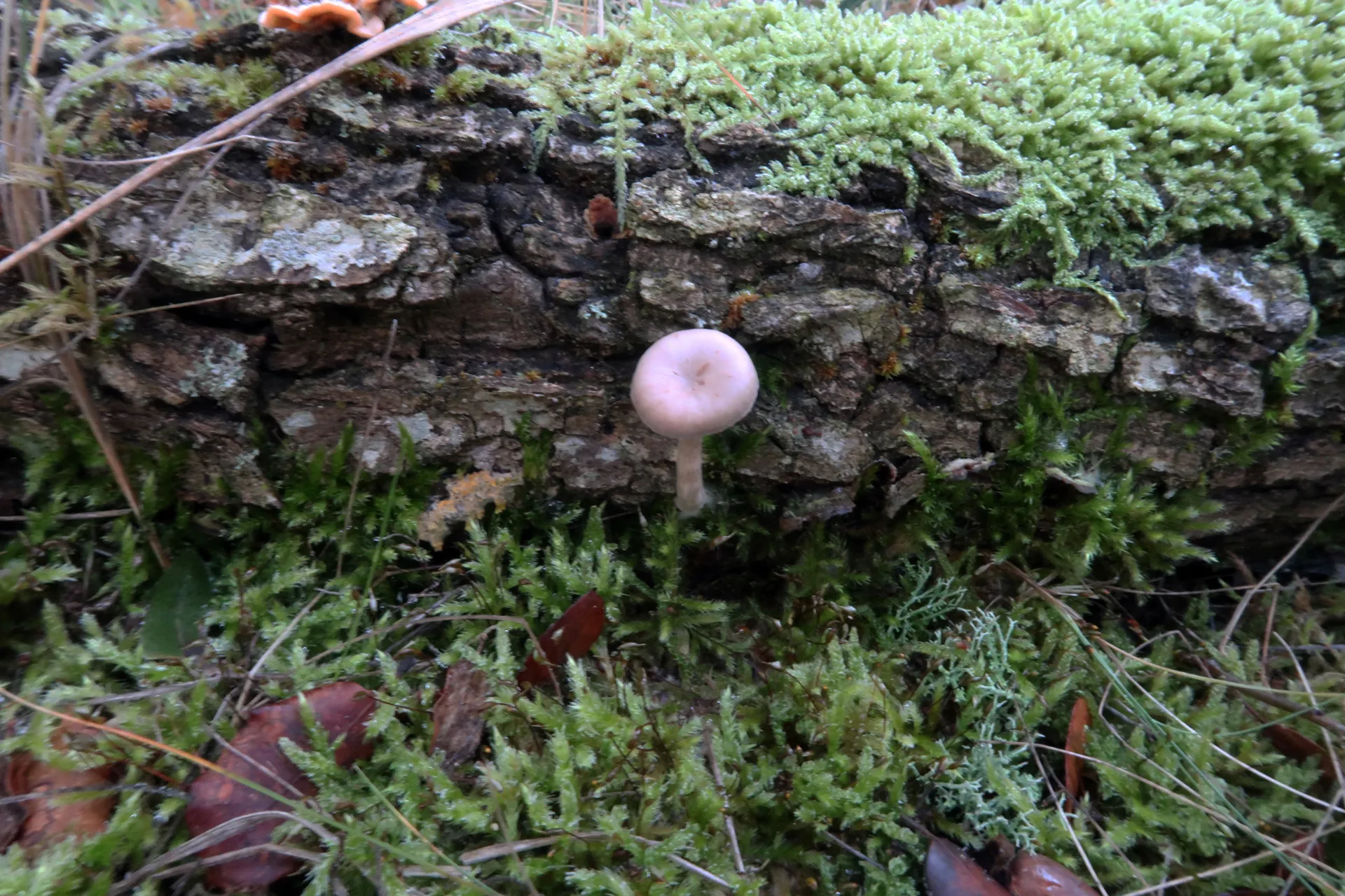 Pseudoclitocybe cyathiformis - 1 - IMG_2699